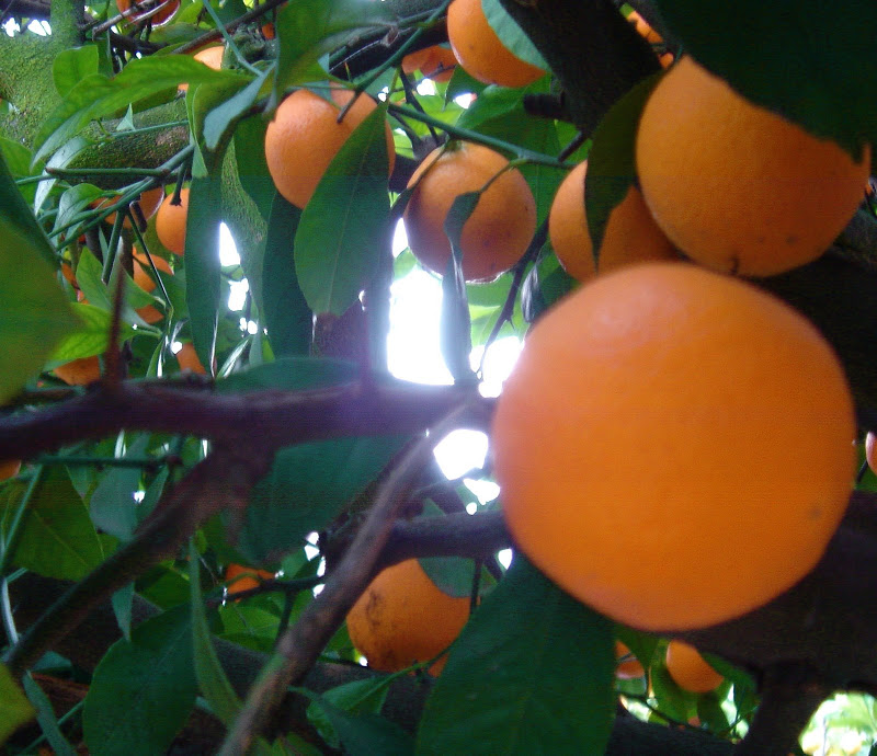 Up close photograph of Rangpur limes on the tree.