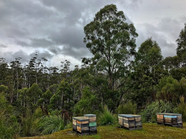 Beehives in Tasmania's Southwest National Park