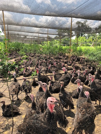 Heritage turkeys at Judd Culver's farm