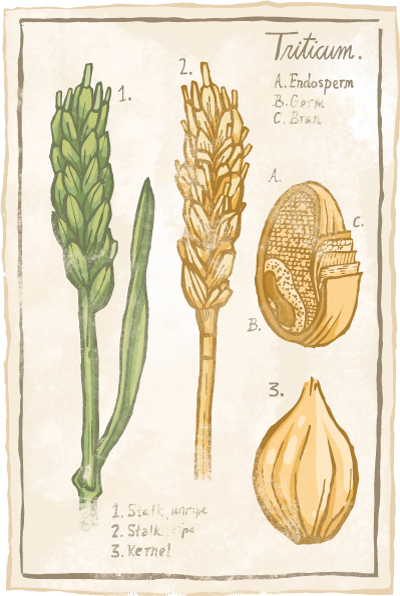 botanical illustration of wheat, showing various stages of development and the three components of the kernel: the endosperm, germ, and bran