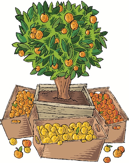 Illustration of a citrus tree laden with fruit, with boxes of picked citrus fruit at its base